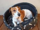 Jack Russel Terrier Rüde