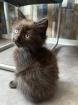 Maine Coon mix- alter Art Babys