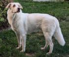 Mike - Hübscher Familienhund Mike sucht neues Zuhause