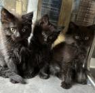 Maine Coon mix- alter Art Babys