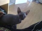 Canadie Sphynx mit Papiren